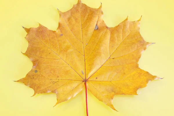 Folha de outono de bordo amarelo localizada em um fundo amarelo — Fotografia de Stock