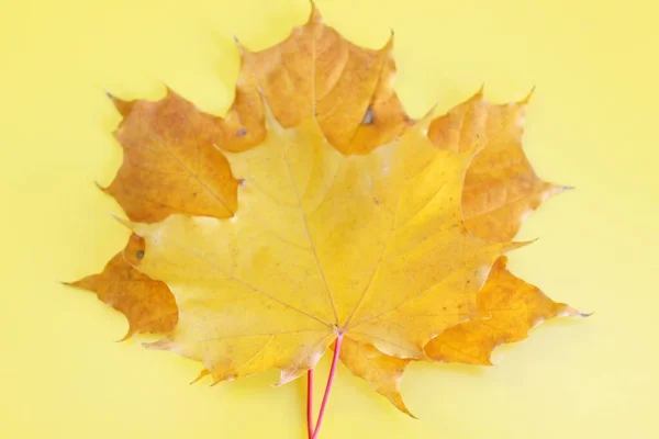 Folha de outono de bordo amarelo localizada em um fundo amarelo — Fotografia de Stock