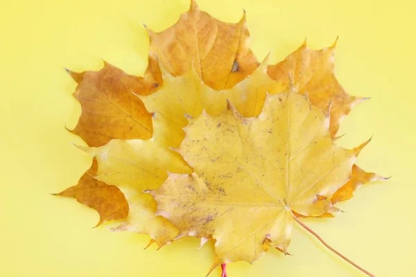 Folha de outono de bordo amarelo localizada em um fundo amarelo — Fotografia de Stock