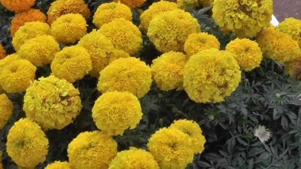 Gele Mooie Bloemen Bloembed Zomer — Stockvideo