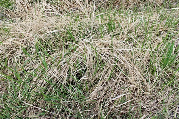 Kuru ve yeşil çimenler, saman tarlası, doğa