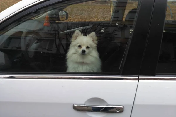 Little white dog sitting in a car in the drivers seat — ストック写真