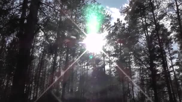 Solstrålarna bryter igenom trädens grenar i skogen. — Stockvideo