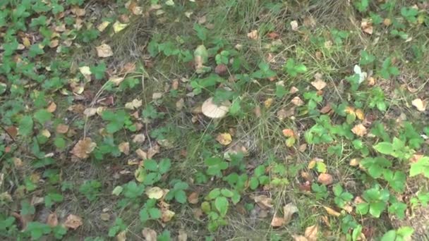 Boletus boletus cogumelo crescendo na floresta de outono — Vídeo de Stock