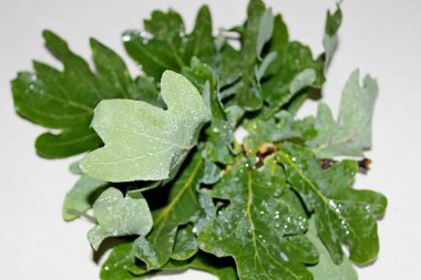 Beyaz arkaplanda beyaz yapraklar