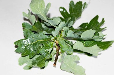 Beyaz arkaplanda beyaz yapraklar