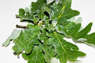 Beyaz arkaplanda beyaz yapraklar