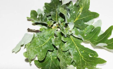 Beyaz arkaplanda beyaz yapraklar