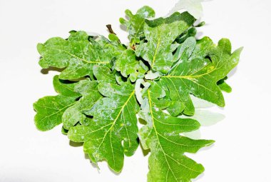 Beyaz arkaplanda beyaz yapraklar