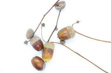 Beyaz arka planda kahverengi meşe palamutları