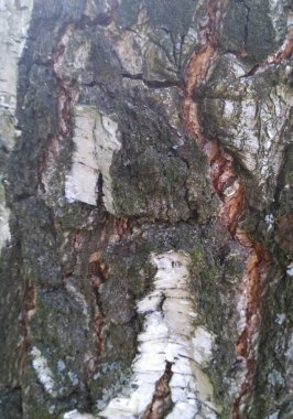 Güzel bir huş ağacının arka plan yapısı