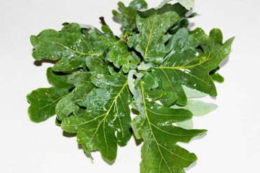 Beyaz arkaplanda beyaz yapraklar