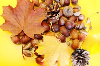 Palamutlar, akçaağaç yaprakları, kozalaklar sarı arka planda yer alır.