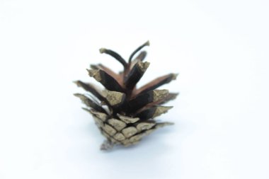 Beyaz arkaplanda ladin çıkıntısı