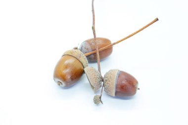 Beyaz arka planda güzel meşe palamutları