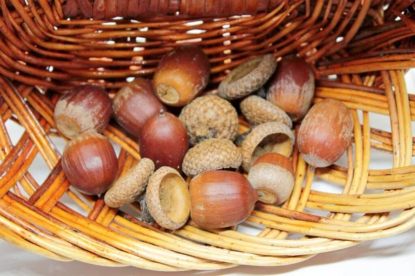 Bolotas castanhas maduras bonitas em uma bela cesta de vime — Fotografia de Stock