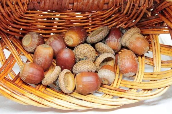 Mooie rijpe bruine eikels in een mooie rieten mand — Stockfoto