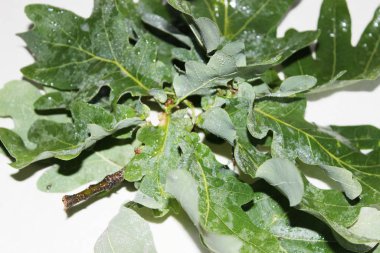 Beyaz arka planda yeşil meşe yaprakları