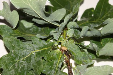 Beyaz arka planda yeşil meşe yaprakları