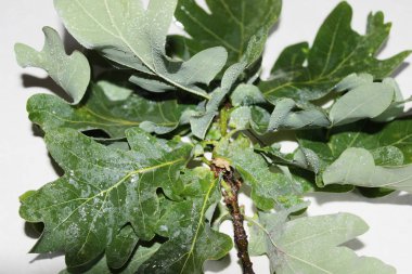 Beyaz arka planda yeşil meşe yaprakları