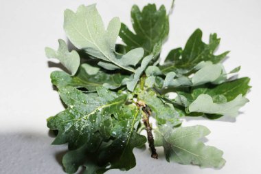 Beyaz arka planda yeşil meşe yaprakları