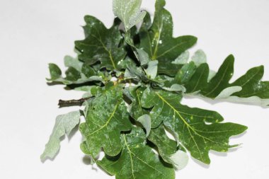 Beyaz arka planda yeşil meşe yaprakları