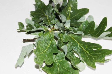 Beyaz arka planda yeşil meşe yaprakları