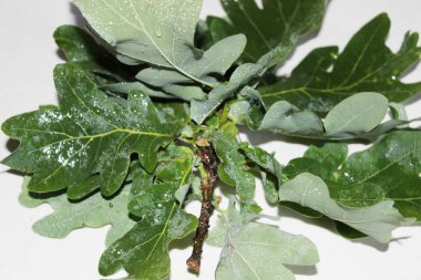 Beyaz arka planda yeşil meşe yaprakları