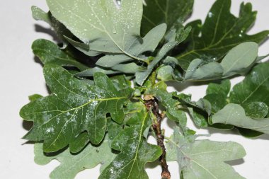 Beyaz arka planda yeşil meşe yaprakları