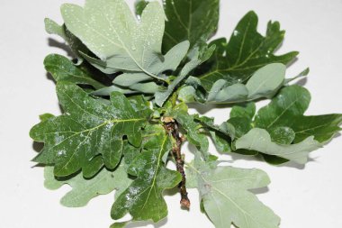 Beyaz arka planda yeşil meşe yaprakları