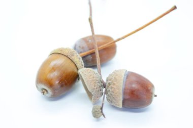 Beyaz arka planda güzel meşe palamutları bulunur.