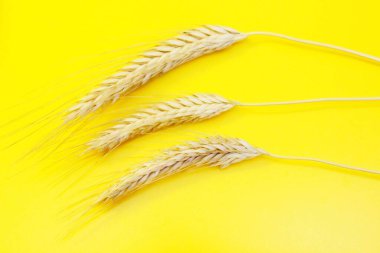 Sarı arka planda olgun çavdar kulakları.