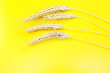 Sarı arka planda olgun çavdar kulakları.