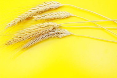 Sarı arka planda olgun çavdar kulakları.