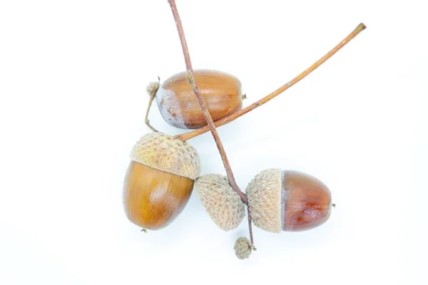 Hermosas bellotas se encuentran sobre un fondo blanco —  Fotos de Stock