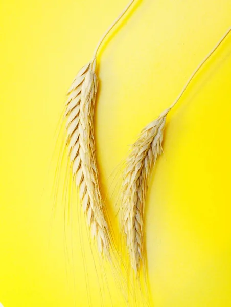 Dojrzałe uszy żyta ułożone na żółtym tle — Zdjęcie stockowe