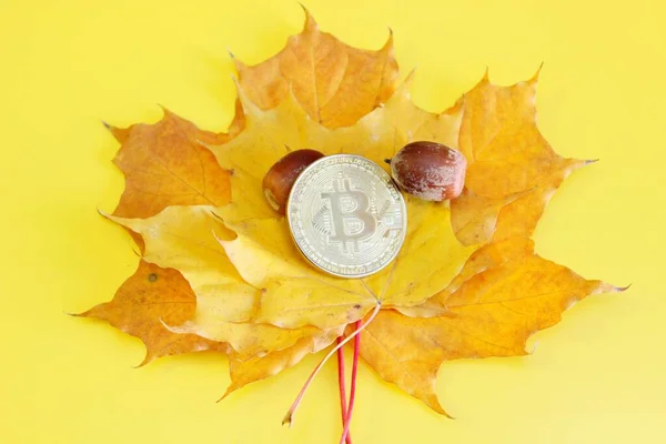 Sarı arka planda akçaağaç yaprakları üzerinde bulunan bitcoin