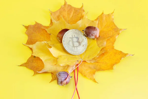 Sarı arka planda akçaağaç yaprakları üzerinde bulunan bitcoin