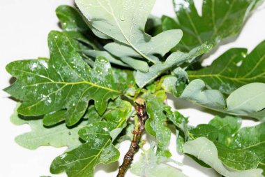 Beyaz arka planda yeşil meşe yaprakları