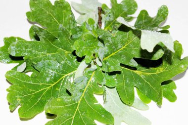 Beyaz arka planda yeşil meşe yaprakları