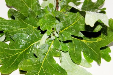 Beyaz arka planda yeşil meşe yaprakları