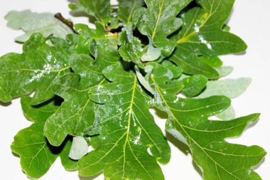 Beyaz arka planda yeşil meşe yaprakları