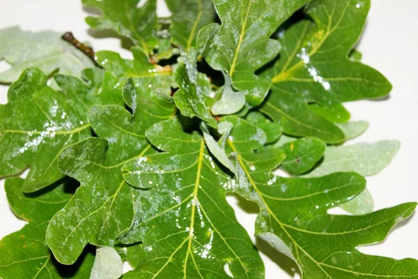 Daun oak basah hijau terletak di latar belakang putih — Stok Foto
