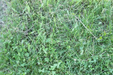 Yeşil, sulu çimen arka plan yaz dokusu