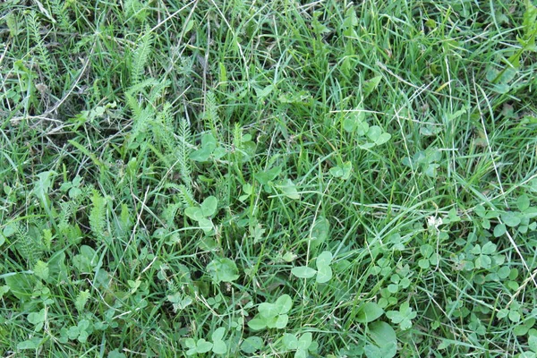 Verde hermosa hierba jugosa fondo textura de verano — Foto de Stock