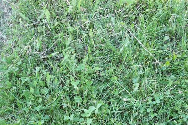 绿色美丽多汁的草地背景夏天的质地 — 图库照片