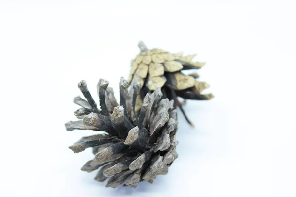 Spruce cone is located on a white background — Stock Photo, Image