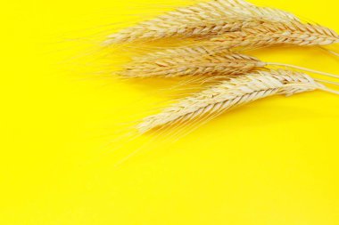 Çavdarın olgun kulakları sarı arka planda yer alır.