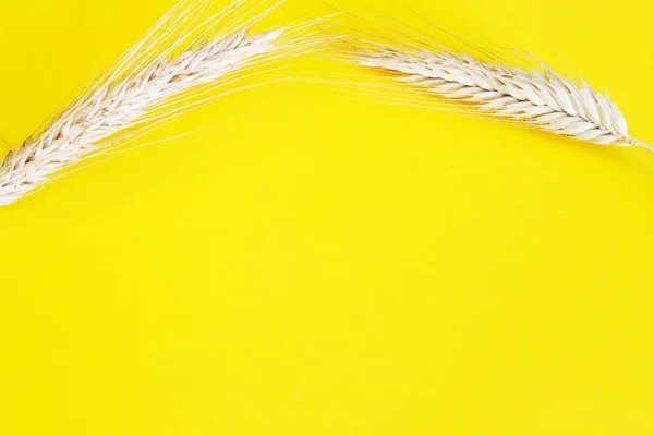 As orelhas maduras do centeio localizam-se em um fundo amarelo — Fotografia de Stock
