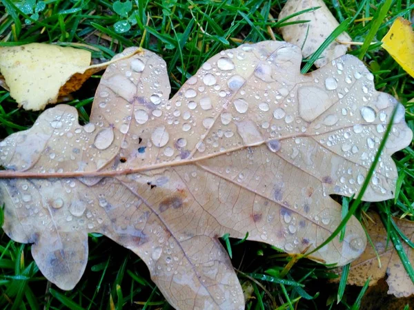 Raindrops on a yellow oak leaf located on green grass — 스톡 사진